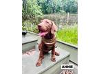 Annie, Labrador Retriever For Adoption In Bayport, New York