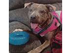 Dez, American Pit Bull Terrier For Adoption In Cincinnati, Ohio