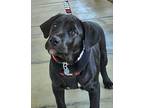 Bentley, Labrador Retriever For Adoption In Anaheim Hills, California