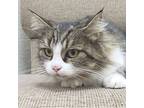 Daisy, Domestic Mediumhair For Adoption In Modesto, California