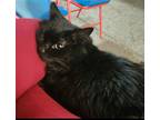 Shadow (and Coco), Domestic Longhair For Adoption In Colorado Springs, Colorado