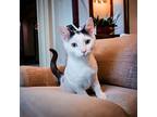 Astra Rittenhouse, Domestic Shorthair For Adoption In Mount Laurel, New Jersey