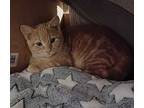 Galileo Rittenhouse, Domestic Shorthair For Adoption In Mount Laurel, New Jersey