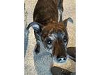 Midge, Miniature Pinscher For Adoption In Bartlesville, Oklahoma