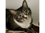 Clancy, Domestic Shorthair For Adoption In Swanzey, New Hampshire