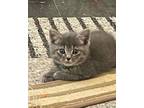 Joey, Domestic Shorthair For Adoption In Brownsburg, Indiana