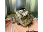 Clover, Domestic Shorthair For Adoption In Richmond, Virginia