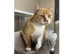 Toastie, Domestic Shorthair For Adoption In Powell River, British Columbia