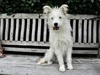 Moby, Westie, West Highland White Terrier For Adoption In Los Angeles