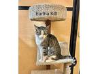 Eartha Kitt, Domestic Shorthair For Adoption In Springfield, Pennsylvania