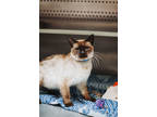 72905a Dan From Marketing-pounce Cat Cafe, Domestic Shorthair For Adoption In