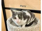 Percy, Domestic Shorthair For Adoption In Springfield, Pennsylvania