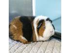 Luna, Guinea Pig For Adoption In Golden, Colorado
