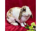 Bambi, Lop, Holland For Adoption In Burlingame, California