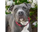 Buddy, American Pit Bull Terrier For Adoption In Golden, Colorado