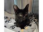 Binx, Domestic Shorthair For Adoption In Lagrange, Indiana