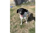 Nubbs, Jack Russell Terrier For Adoption In Lebanon, Tennessee