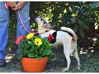 Valerie, Rat Terrier For Adoption In Hamilton, New Jersey