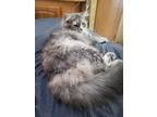 Freya, Domestic Longhair For Adoption In El Dorado Hills, California