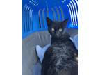 Porpoise, Domestic Shorthair For Adoption In Boone, North Carolina