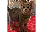 Martha, American Shorthair For Adoption In Merced, California