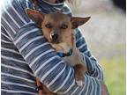 Ron, Terrier (unknown Type, Medium) For Adoption In Napa, California