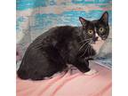 Tebow, Domestic Shorthair For Adoption In Huntley, Illinois