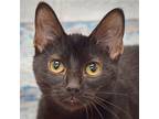 Larry, Bombay For Adoption In Huntley, Illinois
