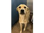 Fozzie Bear, Retriever (unknown Type) For Adoption In Fort Worth, Texas