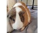 Stella, Guinea Pig For Adoption In Silverdale, Washington