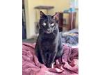 Nazgul - Bonded With Strider, Domestic Shorthair For Adoption In Silverdale