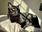 Strider - Bonded With Nazgul, Domestic Shorthair For Adoption In Silverdale