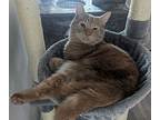 Nietzsche - Cross Posting, Domestic Shorthair For Adoption In Silverdale