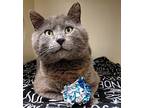 Angelo, Domestic Shorthair For Adoption In Silverdale, Washington