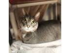 Cordon Bleu, Domestic Shorthair For Adoption In Bingham Farms, Michigan