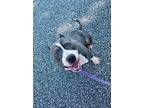 Hera, American Pit Bull Terrier For Adoption In Danielsville, Georgia