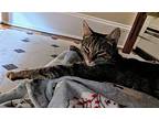 Fabulous Fava, Domestic Shorthair For Adoption In Trenton, New Jersey