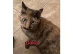 Daisy, Domestic Shorthair For Adoption In San Ramon, California
