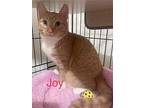 Joy, Domestic Shorthair For Adoption In San Ramon, California