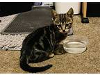 Maze, Domestic Shorthair For Adoption In Trenton, New Jersey
