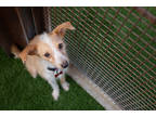 Annie, Terrier (unknown Type, Small) For Adoption In Scottsdale, Arizona