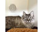 Misty, Domestic Longhair For Adoption In Woodinville, Washington