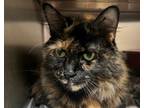 Celeste, Domestic Longhair For Adoption In Woodinville, Washington