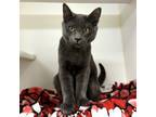 Mint, Domestic Shorthair For Adoption In Woodinville, Washington