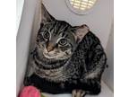 Ruby (working Whiskers), Domestic Shorthair For Adoption In Martinez,