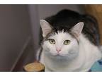 Sissy, Domestic Shorthair For Adoption In Rockford, Illinois