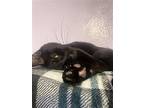 Noir, Domestic Shorthair For Adoption In Lakewood, Colorado