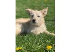 Otis, Terrier (unknown Type, Small) For Adoption In Elkhorn, Wisconsin