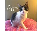 Zappa, Domestic Shorthair For Adoption In Greensburg, Pennsylvania