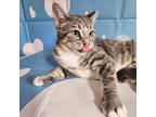 Presley, Domestic Shorthair For Adoption In Greensburg, Pennsylvania